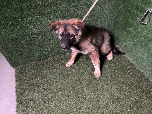 Shelter Stray Male Dog last seen , 5210 W Ave I, Lancaster, CA 93536, USA