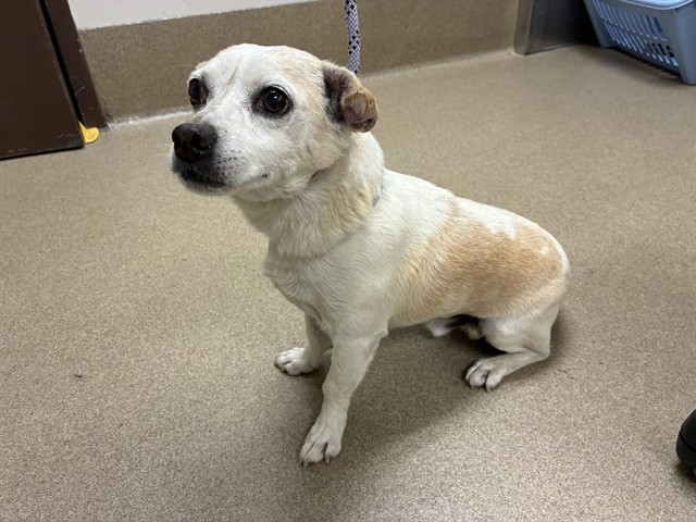 Shelter Stray Male Dog last seen , 38550 Sierra Hwy, Palmdale, CA 93550, USA