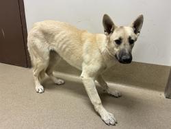 Shelter Stray Male Dog last seen , 38550 Sierra Hwy, Palmdale, CA 93550, USA