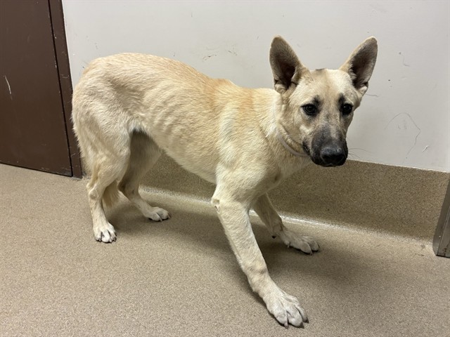 Shelter Stray Male Dog last seen , 38550 Sierra Hwy, Palmdale, CA 93550, USA