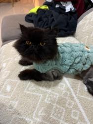 Lost Male Cat last seen stringybark st regents park, Regents Park, QLD 4118