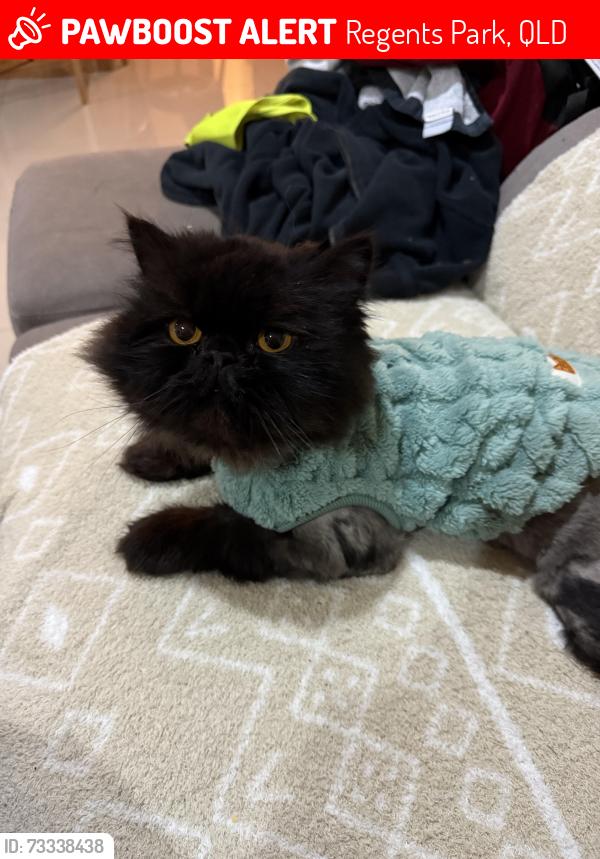 Lost Male Cat last seen stringybark st regents park, Regents Park, QLD 4118
