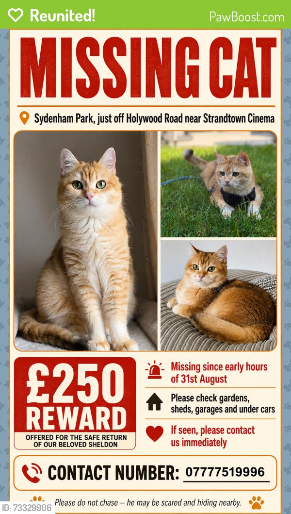 Reunited Male Cat last seen Holywood road, strand cinema, Belfast, Northern Ireland 