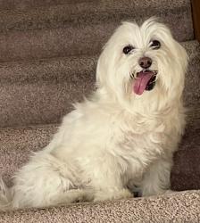 Reunited Female Dog last seen Starlight Drive is accessed from Century Drive, which connects to McCole Road and then Route 209 (Milford Road), East Stroudsburg, PA 18302