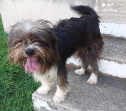Found/Stray Male Dog last seen Near genova street, San Antonio, TX 78237