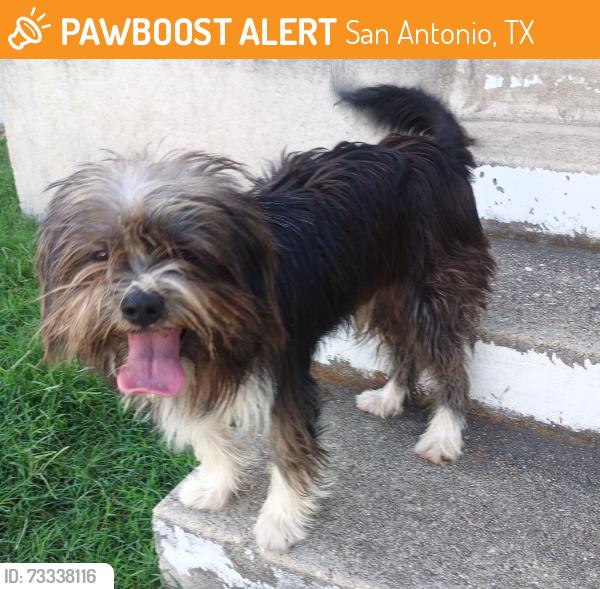 Found/Stray Male Dog last seen Near genova street, San Antonio, TX 78237