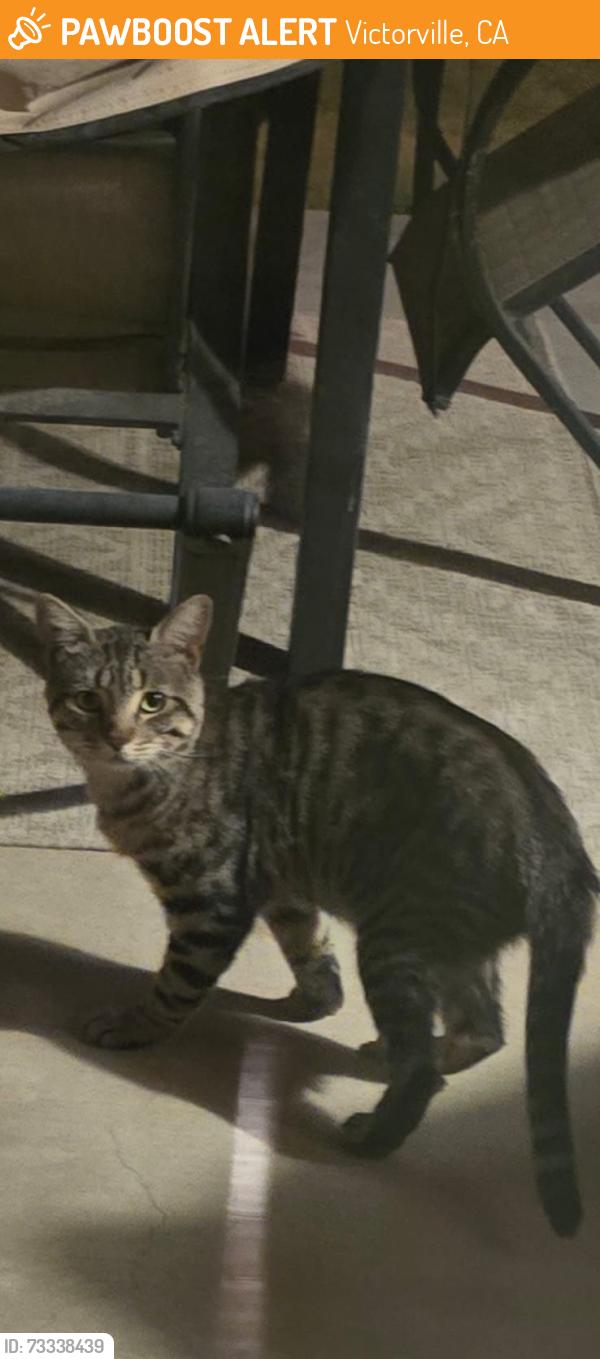 Found/Stray Unknown Cat last seen Desert Creek Circle, Victorville, CA 92307