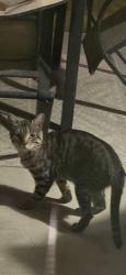 Found/Stray Unknown Cat last seen Desert Creek Circle, Victorville, CA 92307