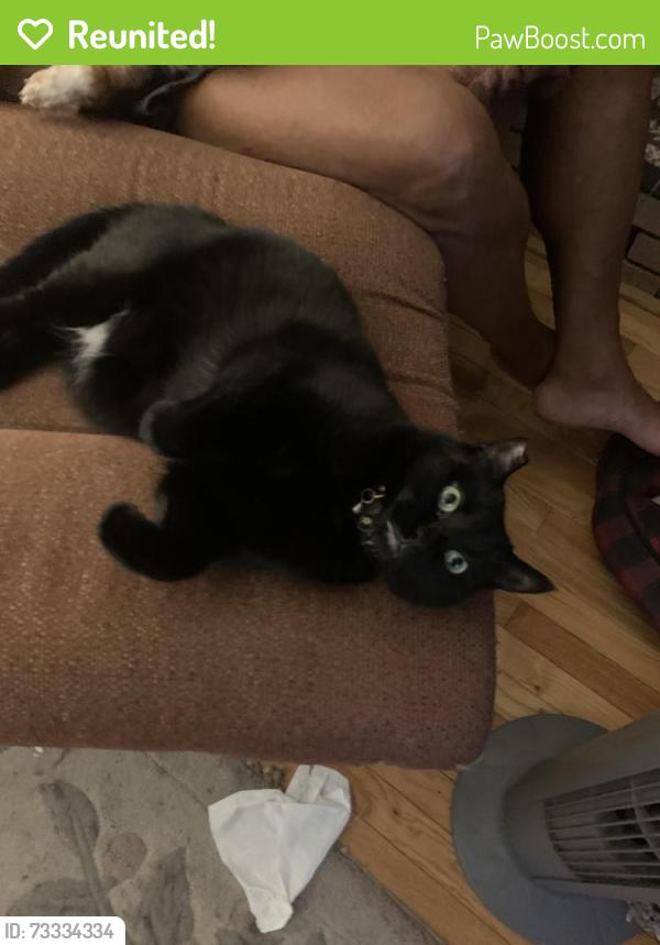 Reunited Female Cat last seen Sycamore Lane Elementary School, Lower Sackville, NS B4C 1E9