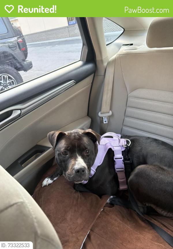 Reunited Female Dog last seen woodbury pike and baxter road, Murfreesboro, TN 37127