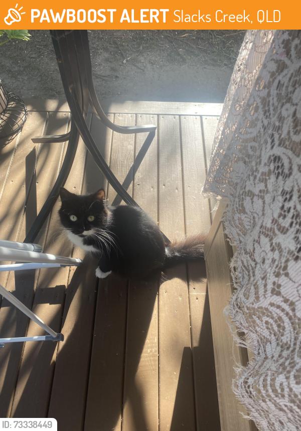 Rehomed Female Cat last seen Unknown, Slacks Creek, QLD 4127