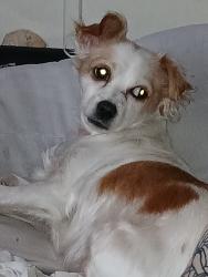 Lost Female Dog last seen Two trailers with a gravel driveway and a fence, Norman, OK 73026