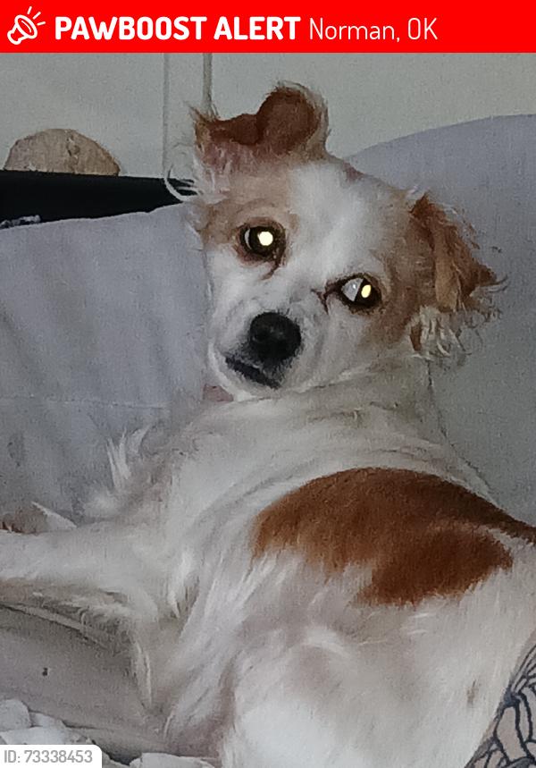 Lost Female Dog last seen Two trailers with a gravel driveway and a fence, Norman, OK 73026
