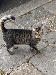 Lost Female Cat last seen Edmonton green, Balam Road London n9, Edmonton, England 