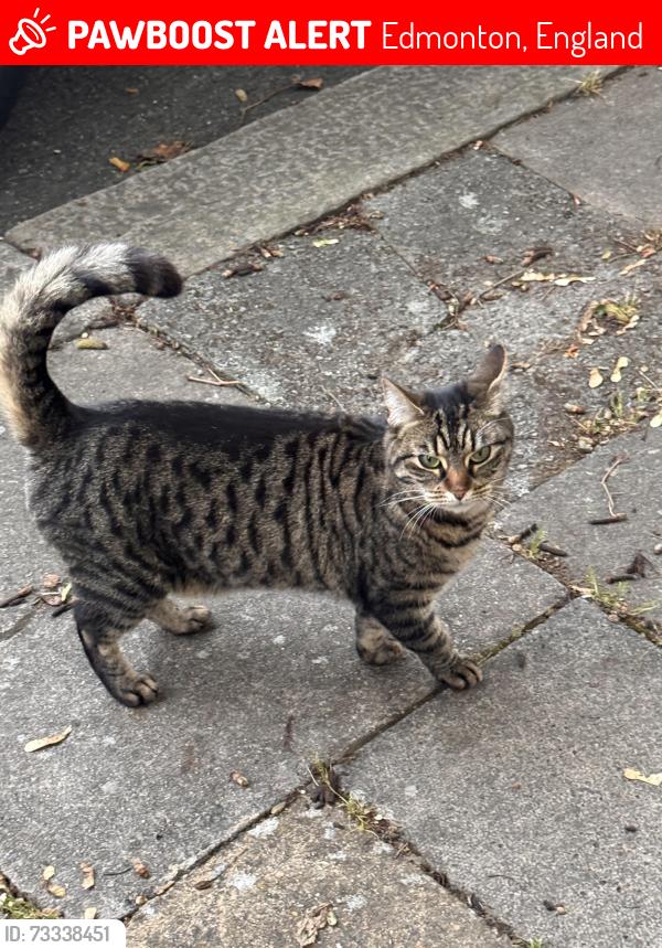 Lost Female Cat last seen Edmonton green, Balam Road London n9, Edmonton, England 
