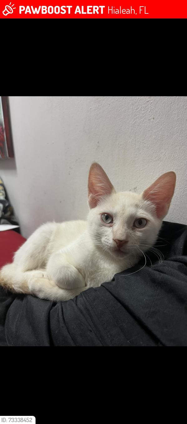 Lost Male Cat last seen Near street, Hialeah, FL 33016