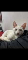 Lost Male Cat last seen Near street, Hialeah, FL 33016