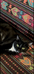 Lost Male Cat last seen Near Winsray ct, Cincinnati, OH 45224