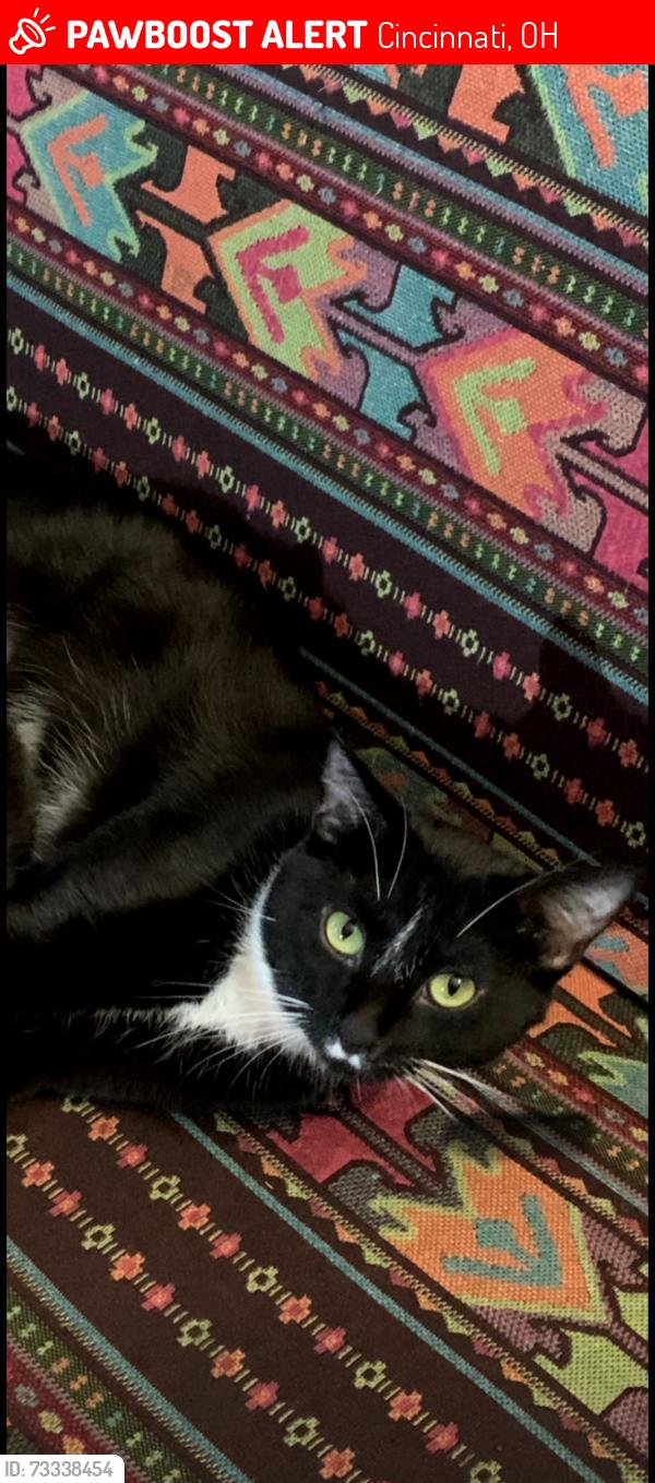 Lost Male Cat last seen Near Winsray ct, Cincinnati, OH 45224