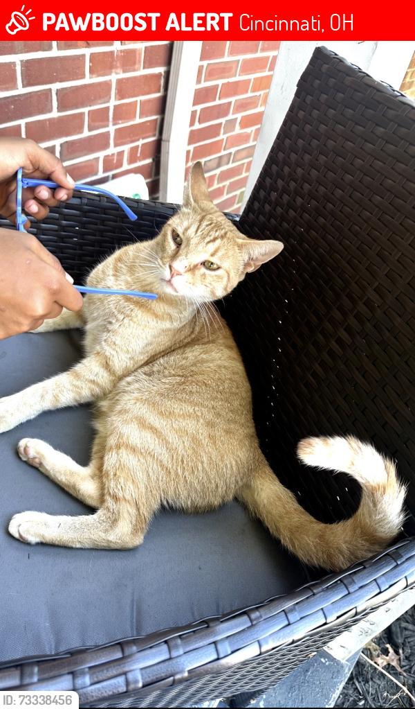 Lost Male Cat last seen Near Winsray ct Cincinnati Ohio 45224, Cincinnati, OH 45224