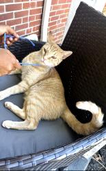 Lost Male Cat last seen Near Winsray ct Cincinnati Ohio 45224, Cincinnati, OH 45224