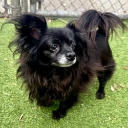 Shelter Stray Male Dog last seen , , CA, 1101 29th Ave, Oakland, CA 94601, USA
