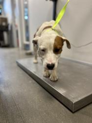Shelter Stray Female Dog last seen S Shaft Ave & E Dinuba Ave, Selma Zone Fresno CO 3 93662, CA, 1510 W Dan Ronquillo Dr, Fresno, CA 93706, USA