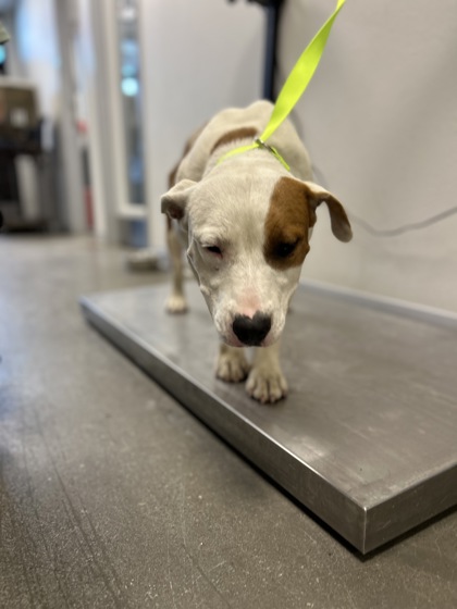 Shelter Stray Female Dog last seen S Shaft Ave & E Dinuba Ave, Selma Zone Fresno CO 3 93662, CA, 1510 W Dan Ronquillo Dr, Fresno, CA 93706, USA