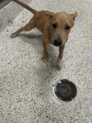 Shelter Stray Male Dog last seen Near Camelot dr, Atlanta, GA, 1251 Fulton Industrial Blvd NW, Atlanta, GA 30336, USA