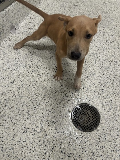 Shelter Stray Male Dog last seen Near Camelot dr, Atlanta, GA, 1251 Fulton Industrial Blvd NW, Atlanta, GA 30336, USA