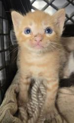 Shelter Stray Male Cat last seen W California Ave & S Dickenson Ave, Fresno Zone Fresno CO 1A 93706, CA, 1510 W Dan Ronquillo Dr, Fresno, CA 93706, USA