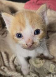 Shelter Stray Male Cat last seen W California Ave & S Dickenson Ave, Fresno Zone Fresno CO 1A 93706, CA, 1510 W Dan Ronquillo Dr, Fresno, CA 93706, USA