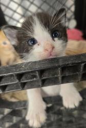 Shelter Stray Male Cat last seen W California Ave & S Dickenson Ave, Fresno Zone Fresno CO 1A 93706, CA, 1510 W Dan Ronquillo Dr, Fresno, CA 93706, USA