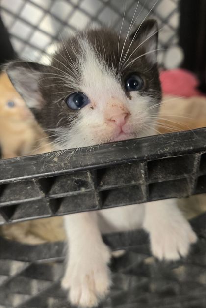 Shelter Stray Male Cat last seen W California Ave & S Dickenson Ave, Fresno Zone Fresno CO 1A 93706, CA, 1510 W Dan Ronquillo Dr, Fresno, CA 93706, USA