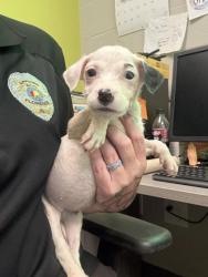 Shelter Stray Female Dog last seen W Mobile St, City of Florence, AL, 3240 Roberson Rd, Florence, AL 35630, USA