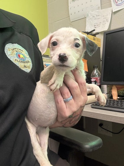 Shelter Stray Female Dog last seen W Mobile St, City of Florence, AL, 3240 Roberson Rd, Florence, AL 35630, USA