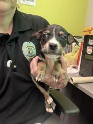 Shelter Stray Male Dog last seen W Mobile St, City of Florence, AL, 3240 Roberson Rd, Florence, AL 35630, USA