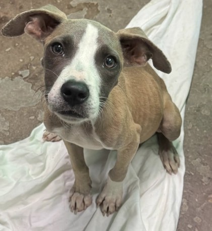 Shelter Stray Male Dog last seen near state line, Lauderdale County, AL, 3240 Roberson Rd, Florence, AL 35630, USA