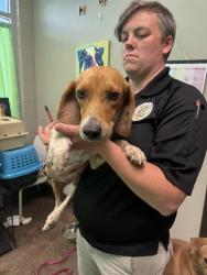 Shelter Stray Male Dog last seen CR 8, Lauderdale County, TN, 3240 Roberson Rd, Florence, AL 35630, USA