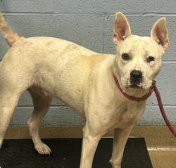 Shelter Stray Female Dog last seen Near San Gabriel Ave, Decatur, GA 30032, 30032, GA, 3280 Chamblee Dunwoody Rd, Chamblee, GA 30341, USA