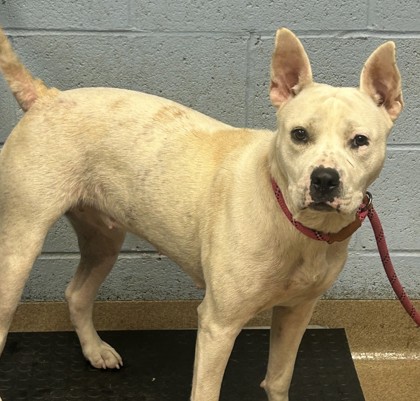 Shelter Stray Female Dog last seen Near San Gabriel Ave, Decatur, GA 30032, 30032, GA, 3280 Chamblee Dunwoody Rd, Chamblee, GA 30341, USA