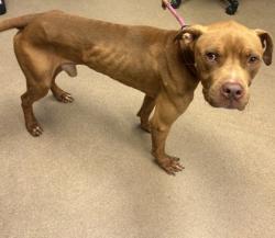 Shelter Stray Male Dog last seen Near Terratim Lane, 30034, GA, 3280 Chamblee Dunwoody Rd, Chamblee, GA 30341, USA