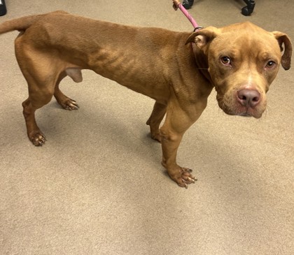 Shelter Stray Male Dog last seen Near Terratim Lane, 30034, GA, 3280 Chamblee Dunwoody Rd, Chamblee, GA 30341, USA