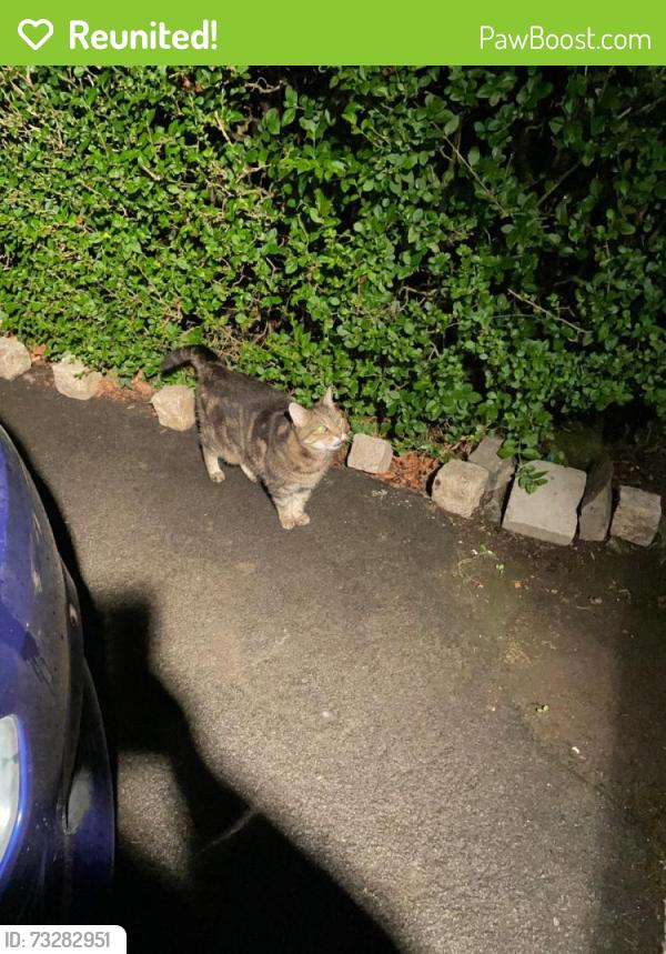 Reunited Unknown Cat last seen Harberton Park, Belfast, Northern Ireland BT9 6TS