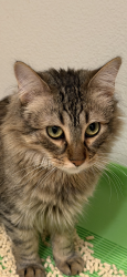 Lost Male Cat last seen Near Spectrum Irvine, Irvine, CA 92618
