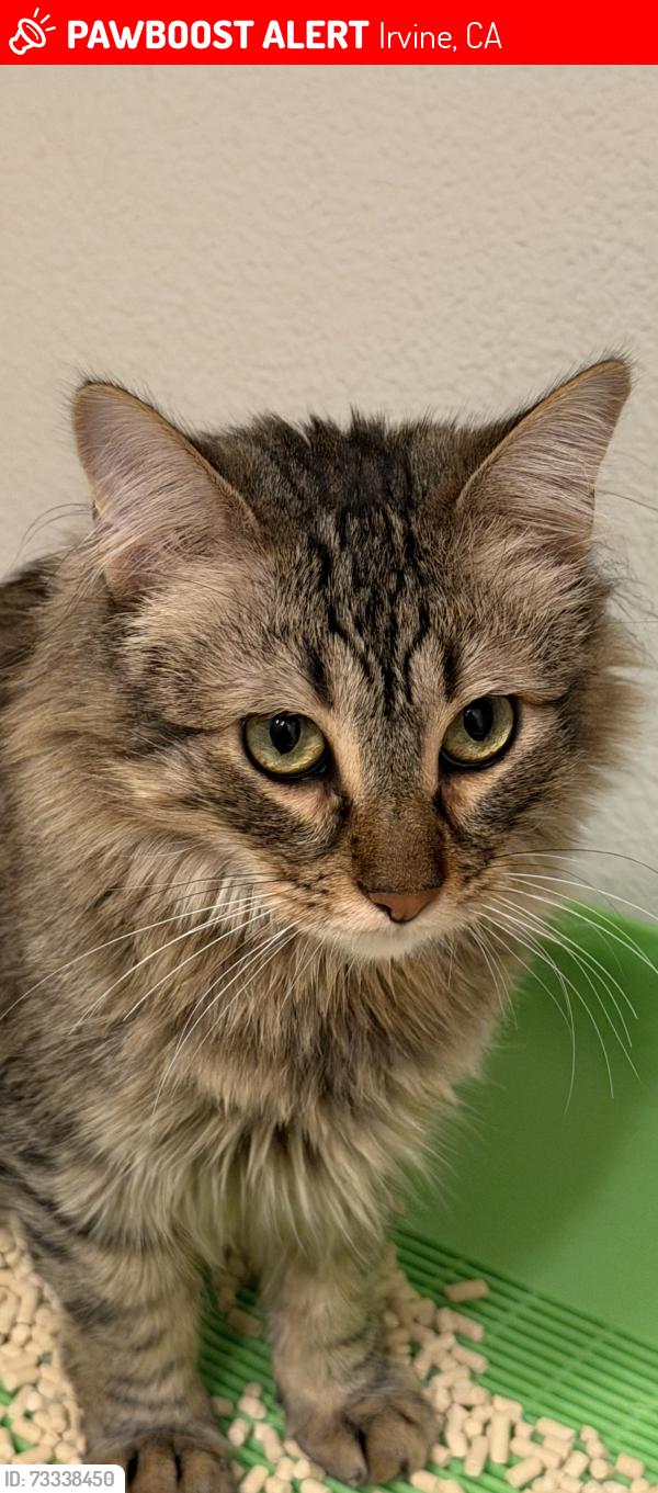 Lost Male Cat last seen Near Spectrum Irvine, Irvine, CA 92618