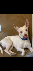 Lost Male Dog last seen Clinton & Blythe, Fresno, CA 93722