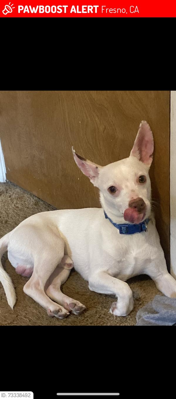 Lost Male Dog last seen Clinton & Blythe, Fresno, CA 93722