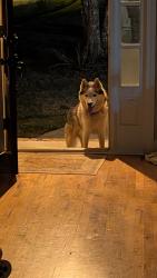 Reunited Male Dog last seen Sharon Church Road and Mary's Path, Loganville, GA 30052