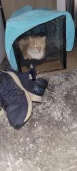 Reunited Male Cat last seen Cross Street of Hunnewell and Oakleigh, Newton, MA 02458